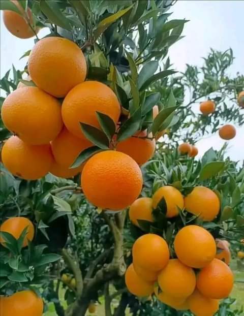 Oranger Navel New All