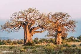 Baobabs dans la savane