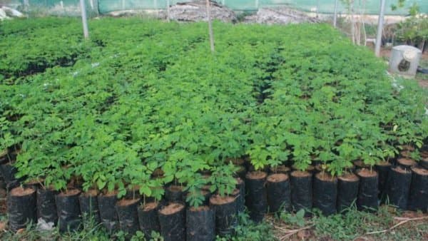 Pépinière Agro Innovations